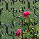 Rankgitter für Rosenpavillon berankt mit Rosen