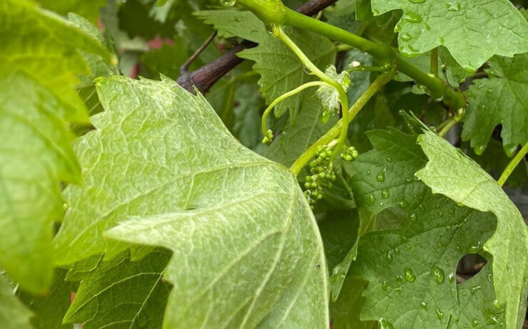 Junge Weinpflanze mit wachsenden Trauben