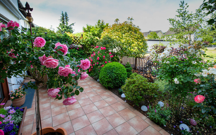 Rosen im Topf auf Terrasse zum Garten